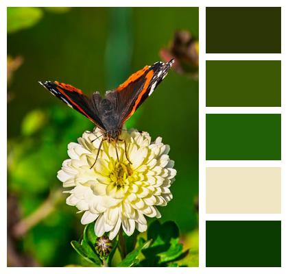 Red Admiral Flower Background Butterfly Image